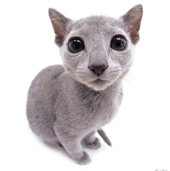 Meet your Posher, Tecolate - Picture 1 of 1